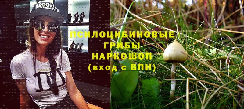 Псилоцибиновые грибы ЛСД Венёв